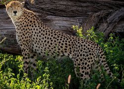 Gepard obok kłody drzewa