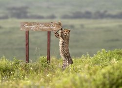 Gepard oparty o tabliczkę z napisem Park Narodowy Serengeti