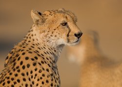 Gepard z profilu