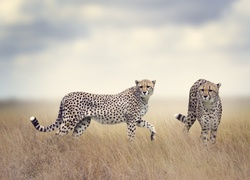 Gepardy buszują w trawie