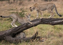 Gepardy na konarze drzewa