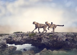 Gepardy na skałach