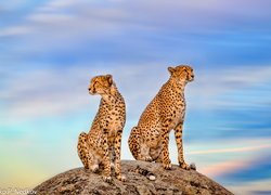 Gepardy na skale