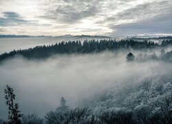 Gęsta mgła nad lasem