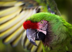 Papuga, Ara zielona, Ptak