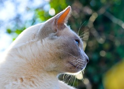 Głowa białego kotka