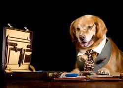 Pies, Golden retriever, Okulary, Krawat, Teczka, Dokumenty, Pracocholik