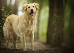 Pies, Golden retriever, Drzewa, Las