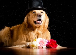 Golden retriever w czarnym kapeluszu leży przy różach