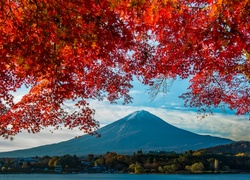 Japonia, Góra Fudżi, Drzewo, Gałęzie, Jesień