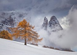 Zima, Drzewa, Mgła, Góry, Dolomity, Masyw Schlern, Włochy