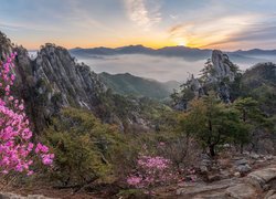 Góry, Unaksan, Wschód słońca, Skały, Mgła, Kwiaty, Drzewa, Korea Południowa