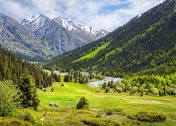 Kazachstan, Góry Ałatau Dżungarski, Wąwóz, Rzeka, Las, Chmury