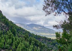 Porośnięte, Góry Tramuntana, Skały, Drzewa, Majorka, Hiszpania