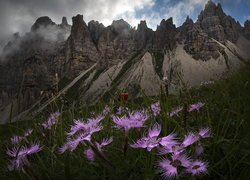Góry, Alpy Karnickie, Chmury, Fioletowe, Kwiaty, Goździki brodate, Prowincja Pordenone, Włochy