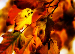 Graficzne liście w kolorach jesieni
