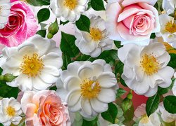 Grafika z kwiatami dzikiej róży