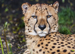 Groźne spojrzenie leżącego geparda
