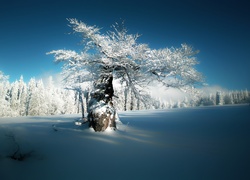 Grube ośnieżone drzewo w polu na tle zimowego lasu