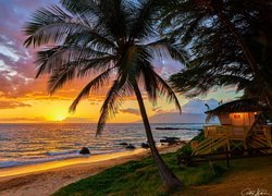 Hawaje, Morze, Palmy, Wschód słońca, Chmury, Wieża ratownicza