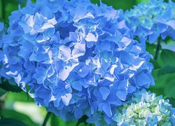 Kwiaty, Hortensje, Niebieskie