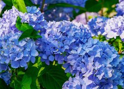Kwiaty, Niebieskie, Hortensje