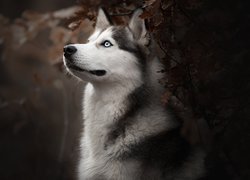 Pies, Siberian husky, Krzew