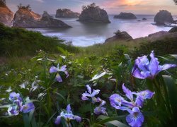 Morze, Skały, Wysepki, Kwiaty, Irysy, Park stanowy, Samuel H Boardman State Scenic Corridor, Oregon, Stany Zjednoczone