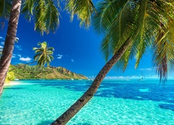 Polinezja Francuska, Wyspa Moorea, Palmy, Ocean, Jachty, Lato, Wakacje