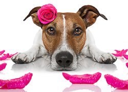 Pies, Jack Russell terrier, Mordka, Różowa, Róża, Płatki