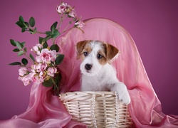 Pies, Szczeniak, Jack Russell terrier, Kosz, Kwiatki