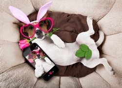 Jack Russell terrier w okularach i z różą w pyszczku robi sobie selfie