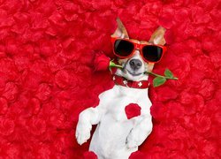Jack Russell terrier w okularach przeciwsłonecznych na płatkach róż