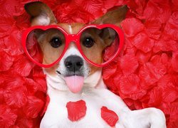 Jack Russell terrier w okularach