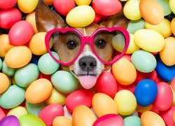 Pies, Jack Russell terrier, Okulary, Język, Wielkanoc, Pisanki