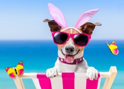 Jack Russell terrier w różowych okularach i opasce z uszami spogląda zza lekażaka