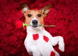 Jack Russell terrier z różą