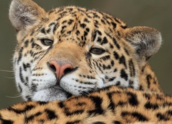 Jaguar amerykański, Dziki, Kot