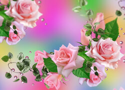 Różowe, Kwiaty, Róże, Grafika, 2D