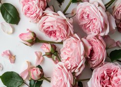 Jasnoróżowe róże z pąkami na białym tle