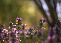 Rozświetlona, Jasnota purpurowa, Różowe, Kwiaty