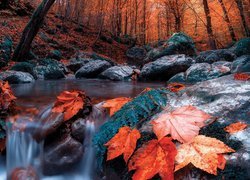 Jesień nad leśną kamienistą rzeką