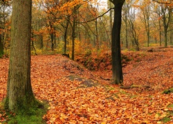Jesień przystroiła las kolorowymi liśćmi