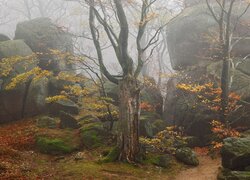 Drzewo i skały we mgle
