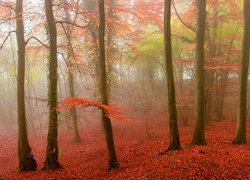 Jesień w lesie mieni się czerwienią