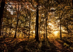 Jesień w lesie w blasku słońca
