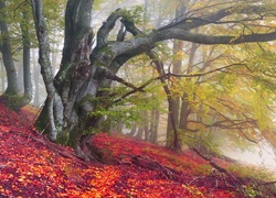 Jesień w lesie z kolorowymi liśćmi pod drzewami