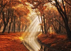 Jesień w parku Amsterdamse Bos w Holandii
