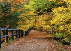 Stany Zjednoczone, Stan Michigan, Park Stanowy Tahquamnenon Falls State Park, Alejka, Drzewa, Liście, Ogrodzenie, Jesień
