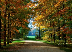 Jesienna droga pośród drzew